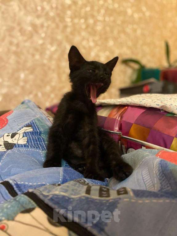 Кошки в Москве: Ураган, оптимист, весельчак, ласкун, деловой и предприимчивый пацан ищет дом Мальчик, 1 руб. - фото 2