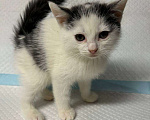 Кошки в Санкт-Петербурге: Малыш 2 мес все умеет ручной Мальчик, 100 руб. - фото 5