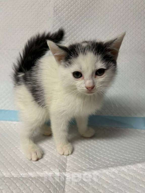 Кошки в Санкт-Петербурге: Малыш 2 мес все умеет ручной Мальчик, 100 руб. - фото 5