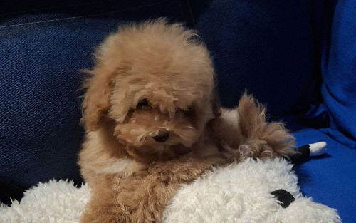 Мальтмпу f1 девочка мини