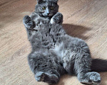 Кошки в Ижевске: Кошка в добрые руки Девочка, Бесплатно - фото 4