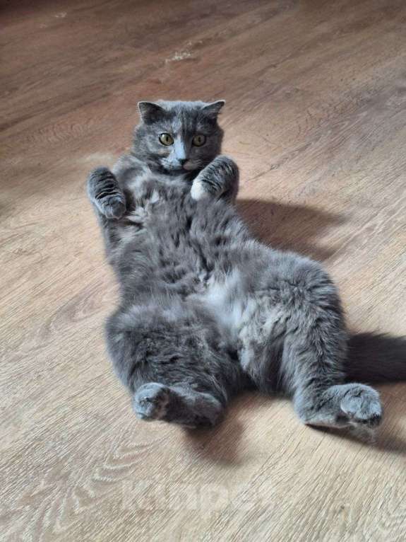 Кошки в Ижевске: Кошка в добрые руки Девочка, Бесплатно - фото 4