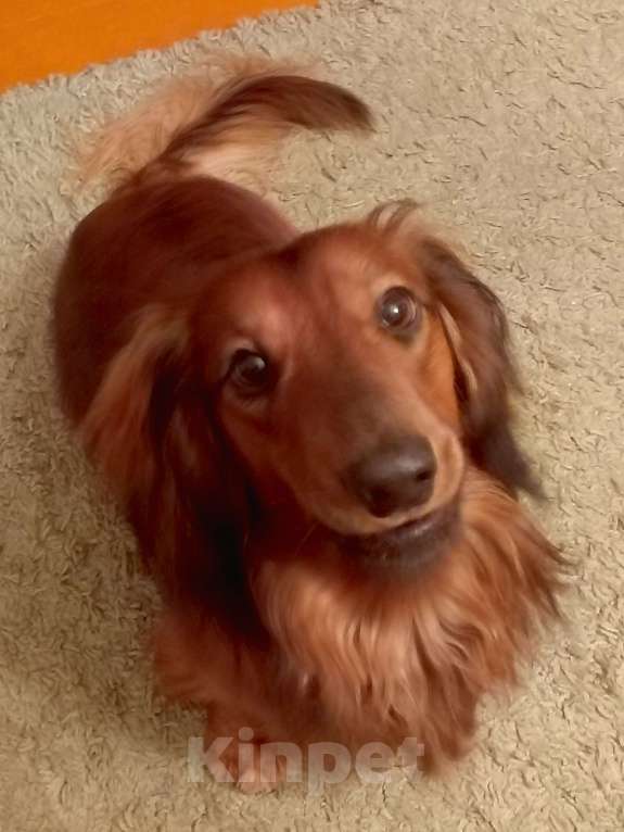 Собаки в Санкт-Петербурге: Вязка Мальчик, 1 руб. - фото 2