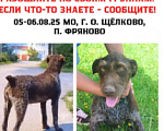 Собаки в Щелково: Найдена собака Мальчик, Бесплатно - фото 1