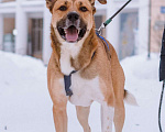 Собаки в Москве: Дружелюбный пес-компаньон Тенгри ищет дом!  Мальчик, Бесплатно - фото 8