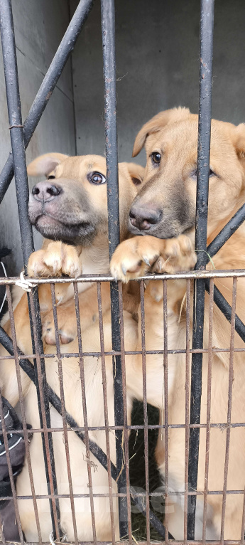 Собаки в Долгопрудном: Мирта Девочка, 100 руб. - фото 3