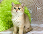 Кошки в Касимове: Девочки Bri Ny11 Девочка, 50 000 руб. - фото 2
