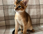 Кошки в Кудымкаре: Абиссинские котята, 50 000 руб. - фото 4