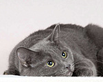 Кошки в Москве: Милый, нежный, шикарный британец Барни в дар Мальчик, Бесплатно - фото 2