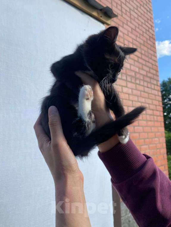 Кошки в других городах Московской области: Крош Мальчик, Бесплатно - фото 2