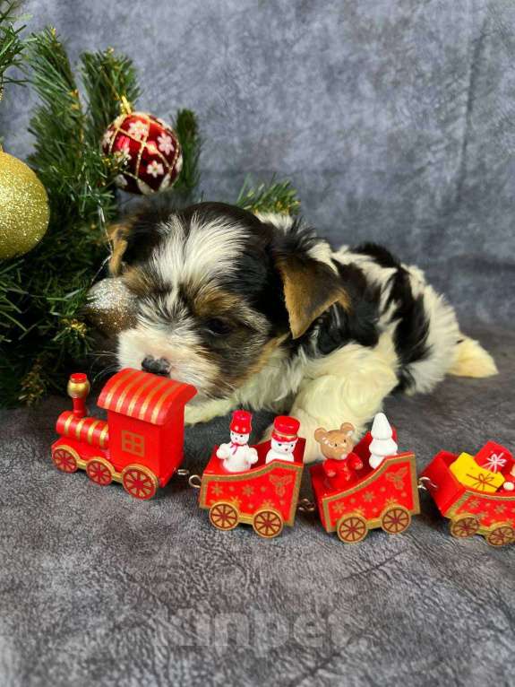 Собаки в Вологде: Щенок бивер терьера Мальчик, 90 000 руб. - фото 6