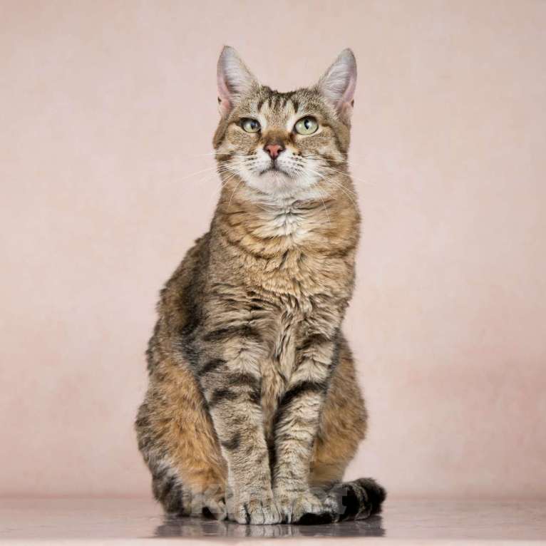 Кошки в Москве: Шикарные молодые котики и кошечки (1 г.) в дар Девочка, Бесплатно - фото 5