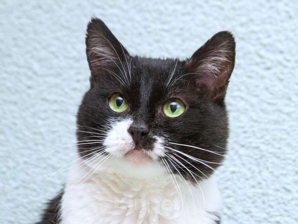 Кошки в Москве: Обаятельный котик Мейсон в дар Мальчик, 1 руб. - фото 1