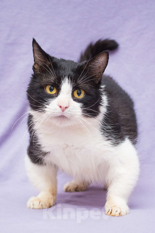 Кошки в Москве: Котик Крошик в добрые руки Мальчик, Бесплатно - фото 2