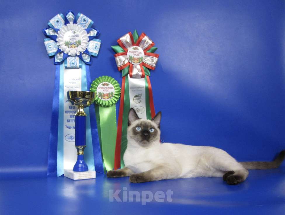 Кошки в Москве: Max Gamlet Мальчик, 70 000 руб. - фото 2