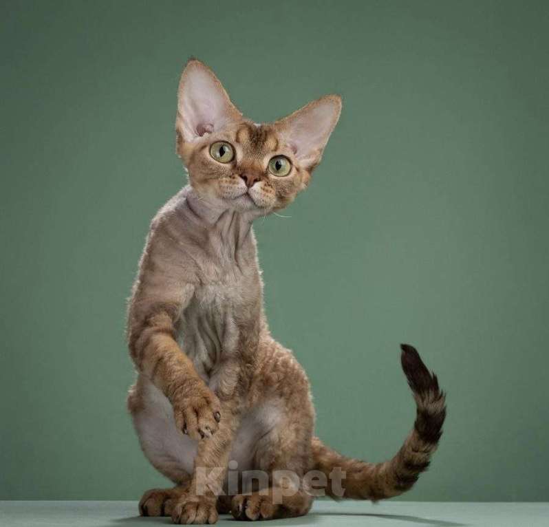 Кошки в Москве: Кот породы DRX титулованный (Луи) Мальчик, 20 000 руб. - фото 4