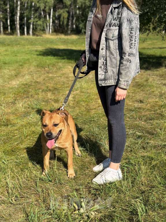 Собаки в Москве: Сэм амстаф Мальчик, Бесплатно - фото 4