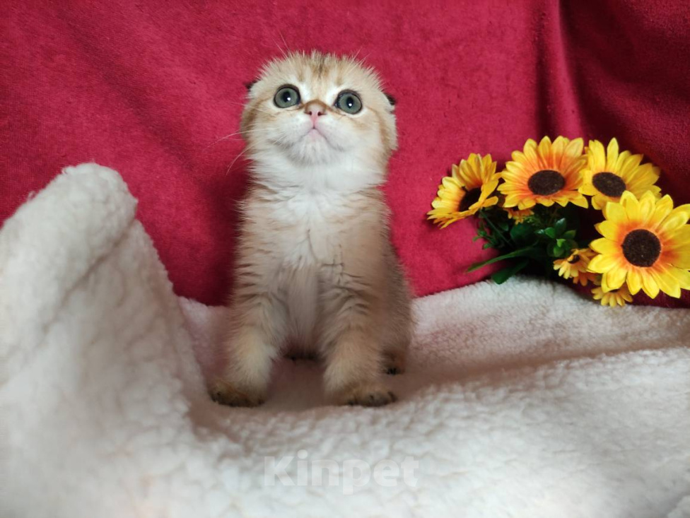 Кошки в Казани: Шотландский вислоухий золотой котик Ирвин Мальчик, 30 000 руб. - фото 2