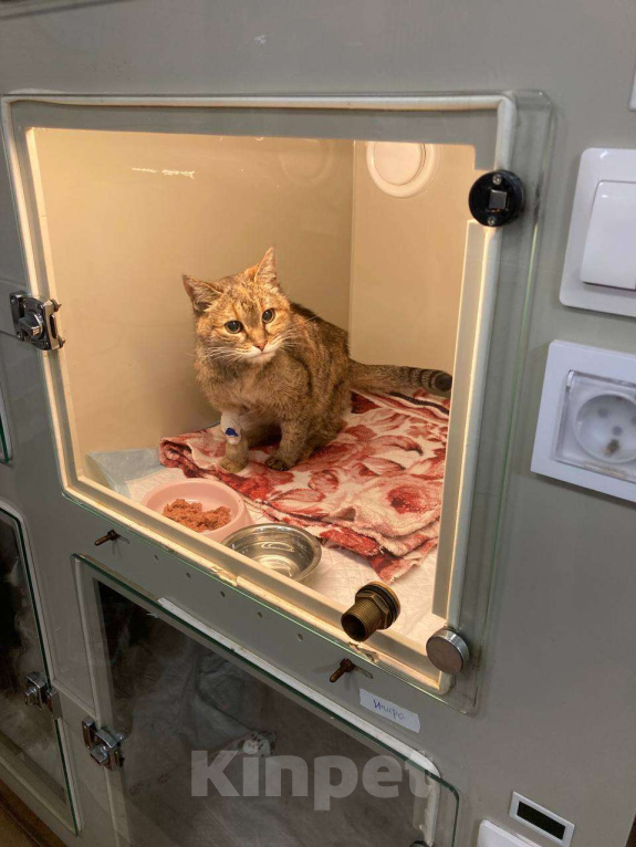 Кошки в Москве: Мася Девочка, Бесплатно - фото 9