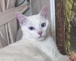 Кошки в Раменском: Ищет дом белоснежный кот по кличке Кай Мальчик, Бесплатно - фото 1