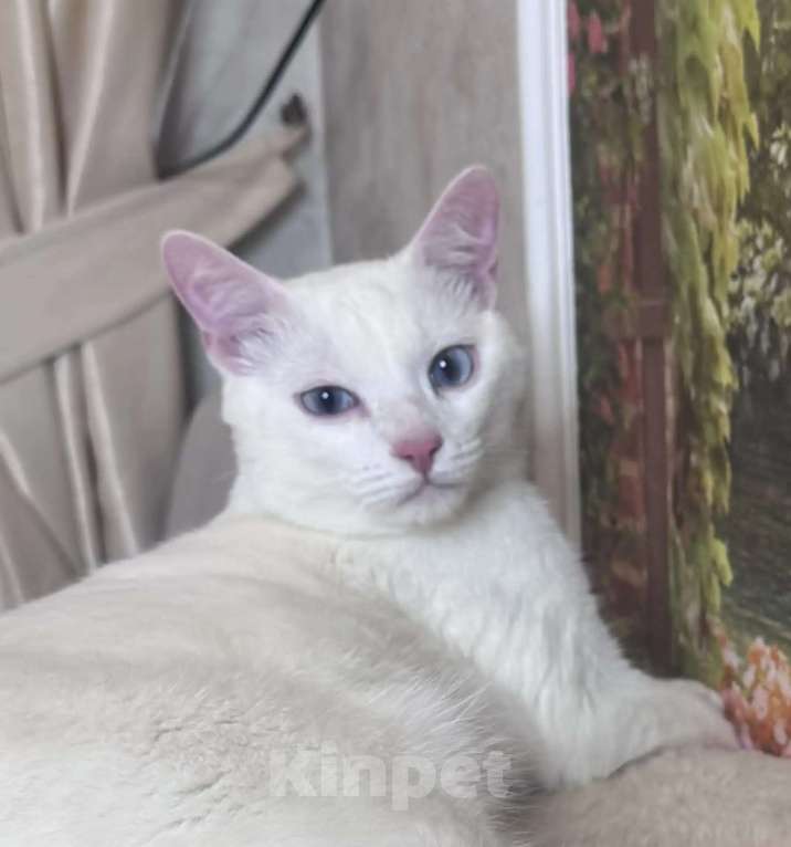 Кошки в Раменском: Ищет дом белоснежный кот по кличке Кай Мальчик, Бесплатно - фото 1