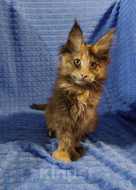 Кошки в Балабаново: Кошечка Мейн Куна полидакт Девочка, 35 000 руб. - фото 3