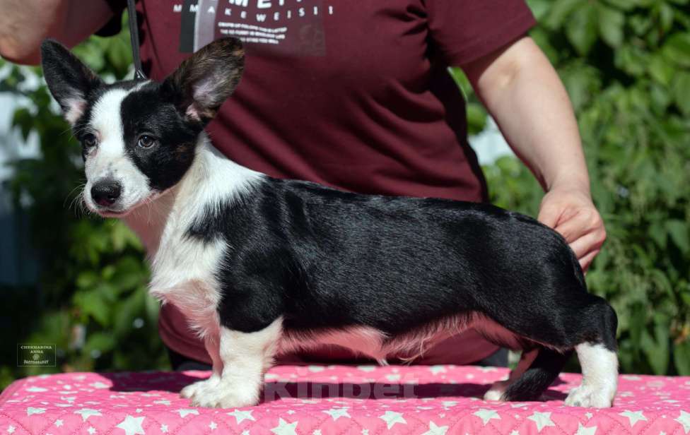 Собаки в Москве: Вельш корги щенок Мальчик, 40 000 руб. - фото 2