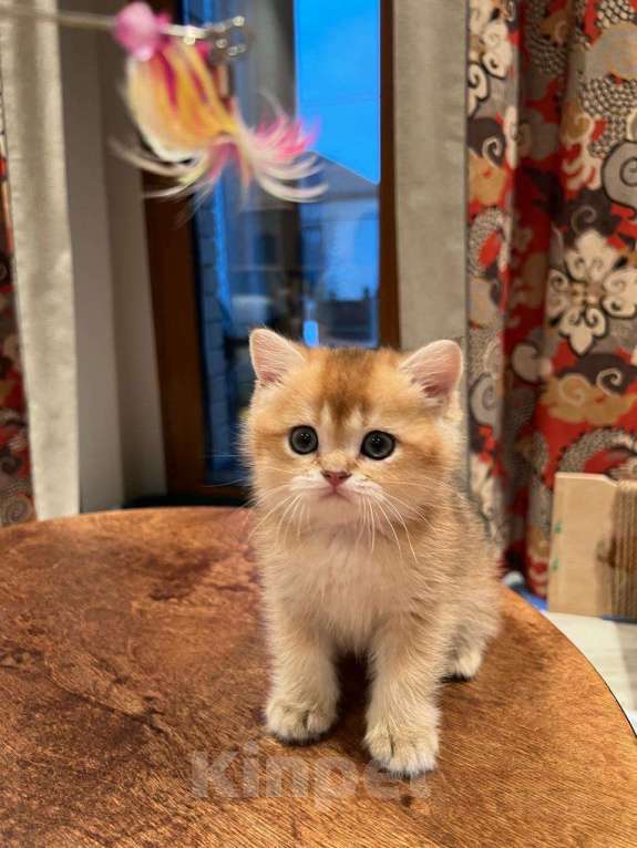 Кошки в Санкт-Петербурге: Шотландские котята золотые шиншиллы Девочка, 35 000 руб. - фото 3