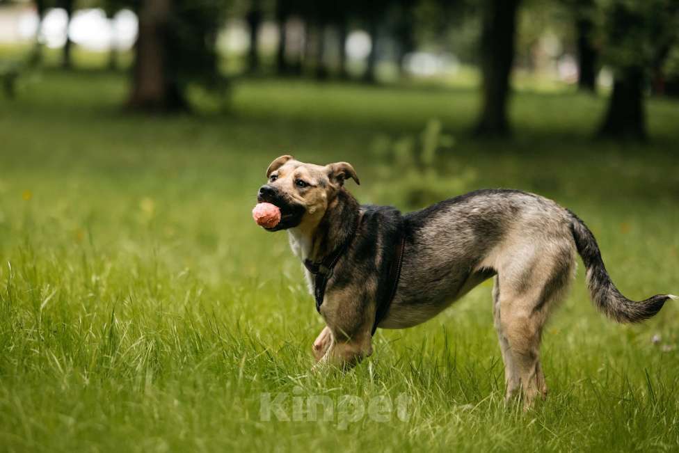Собаки в Москве: Солнечная Эстер в добрые руки Девочка, Бесплатно - фото 4