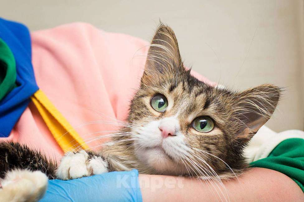 Кошки в Москве: Глория - это про нежность Девочка, Бесплатно - фото 4