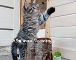 Кошки в Волхове: Сибирский котенок с документами, девочка  Девочка, Бесплатно - фото 6