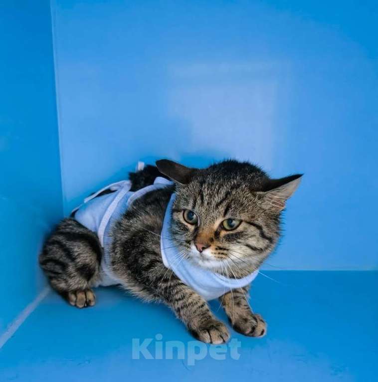 Кошки в Москве: Молодая кошечка Тринити ищет дом. Девочка, Бесплатно - фото 2