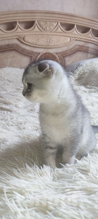 Кошки в других городах Московской области: Серебристая шиншилла скоттиш-фолд девочкаевочка Девочка, 15 000 руб. - фото 3