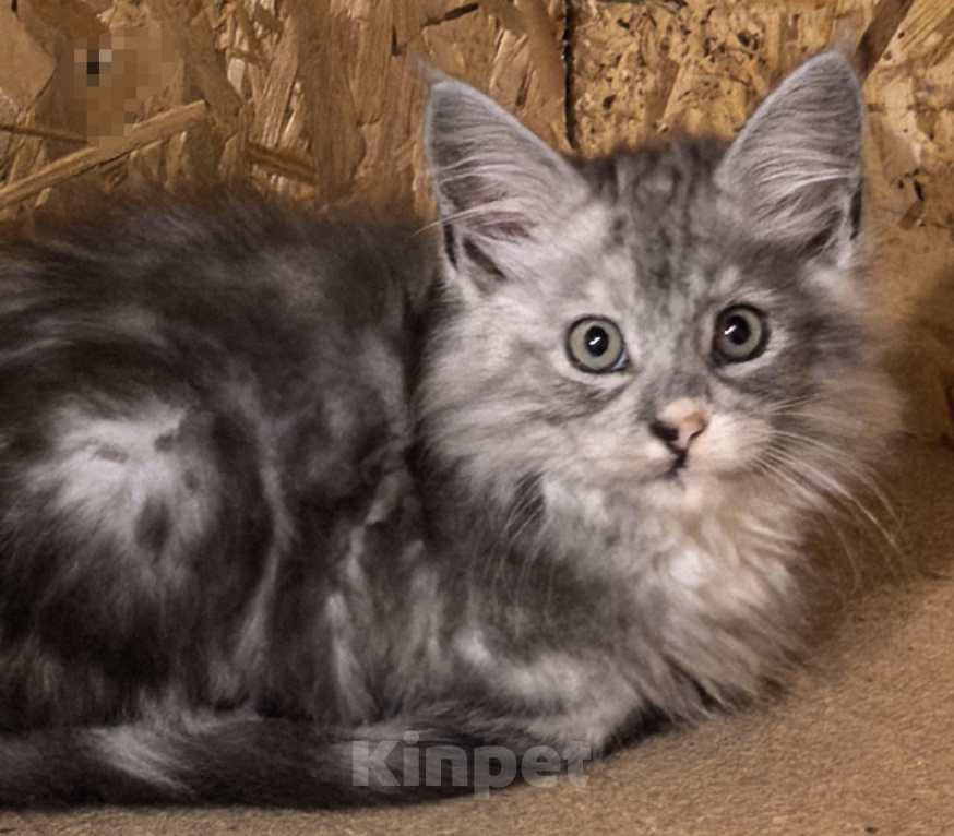 Кошки в других городах Ленинградской области: Мейн кун котёнок Мальчик, Бесплатно - фото 1