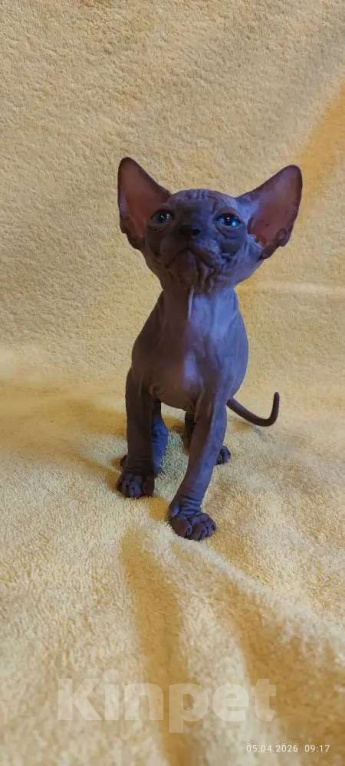 Кошки в Москве: Котенок канадского сфинкса Мальчик, 35 000 руб. - фото 5