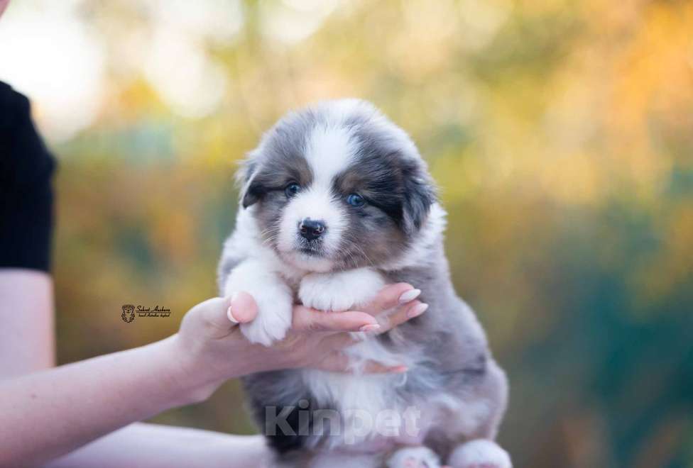 Собаки в Москве: Миниатюрная американская овчарка (мини-аусси) Девочка, 250 000 руб. - фото 2