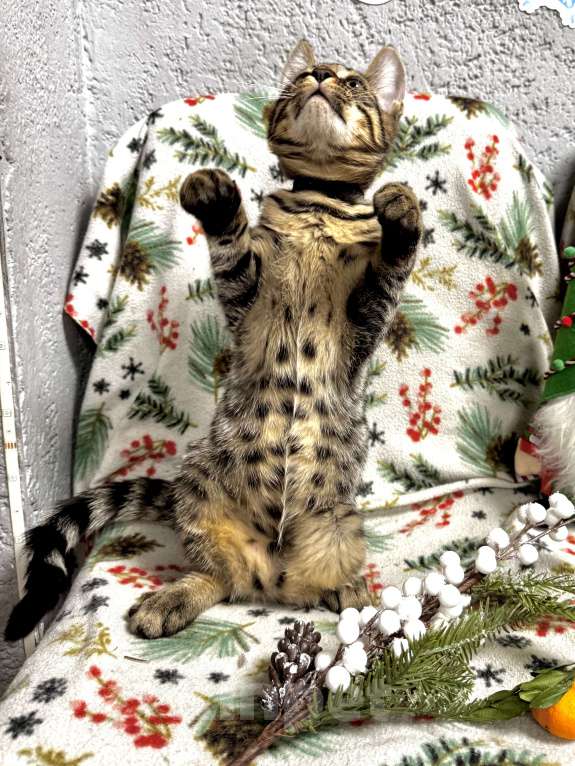 Кошки в Челябинске: Бурмадион котенок Мальчик, 25 000 руб. - фото 2