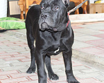 Собаки в Армавире: Мальчик кане Корсо Мальчик, 45 000 руб. - фото 2