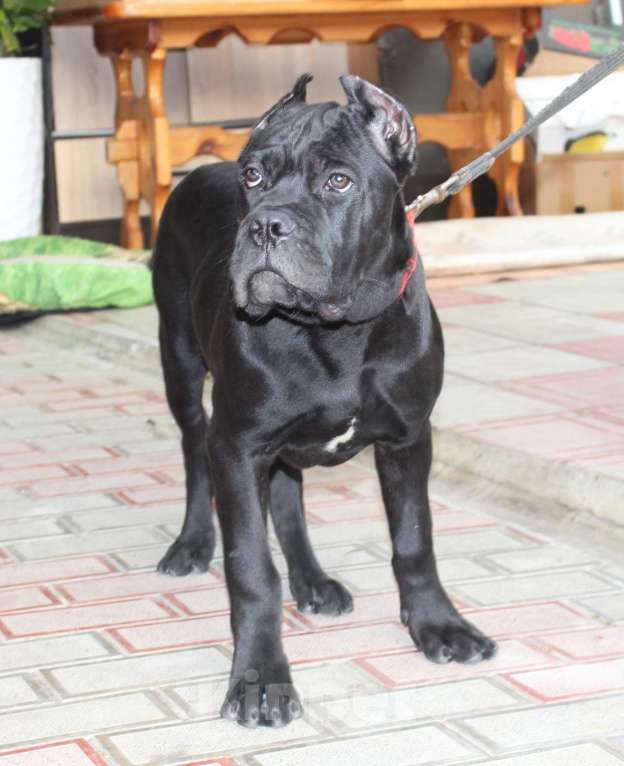 Собаки в Армавире: Мальчик кане Корсо Мальчик, 45 000 руб. - фото 2