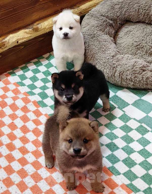 Собаки в Москве: Сиба ину - щенки разных окрасов Мальчик, 50 000 руб. - фото 9