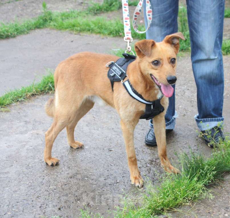 Собаки в Москве: Добрый, жизнерадостный Чук мечтает о родной семье и доме! Мальчик, Бесплатно - фото 6