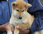Собаки в Тюмени: Мальчик сиба Мальчик, 35 000 руб. - фото 2