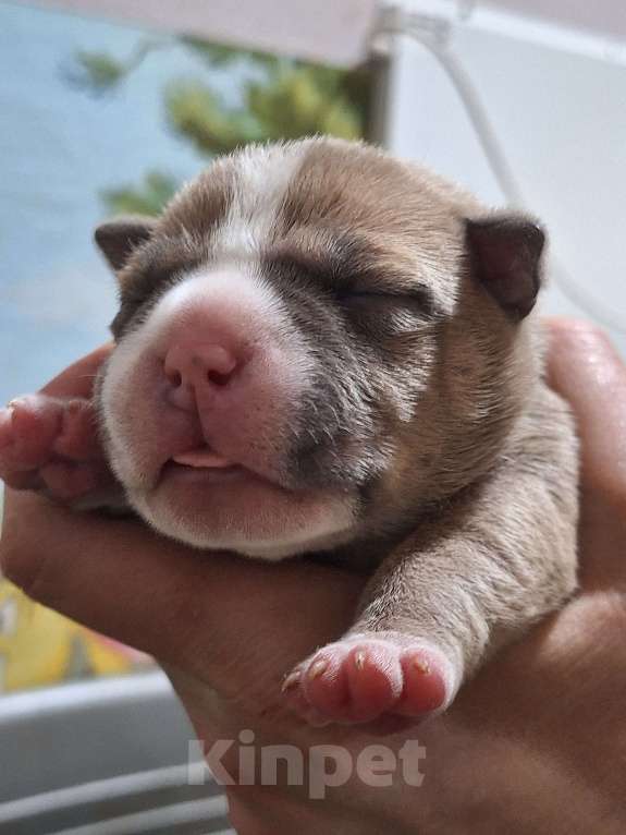 Собаки в Новосибирске: Американский булли. Девочка, 80 000 руб. - фото 3