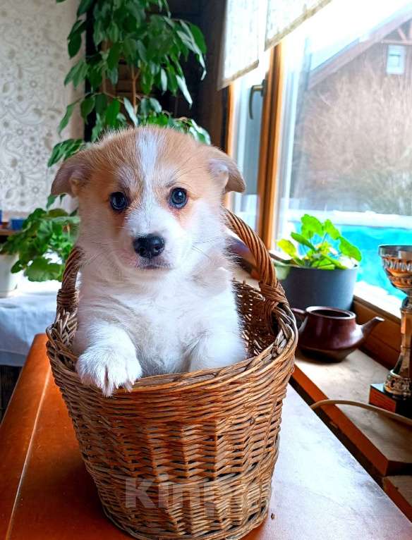 Собаки в других городах Ленинградской области: Продажа  щенков вельш корги пемброк Разнополые, 70 000 руб. - фото 4