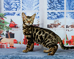 Кошки в Ярославле: Бенгальский котенок Девочка, Бесплатно - фото 4