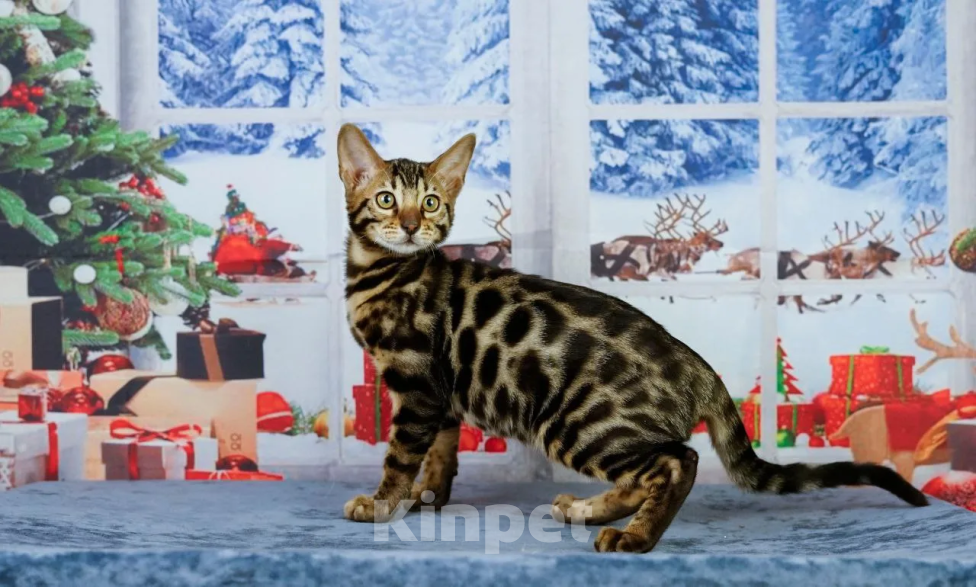 Кошки в Ярославле: Бенгальский котенок Девочка, Бесплатно - фото 4