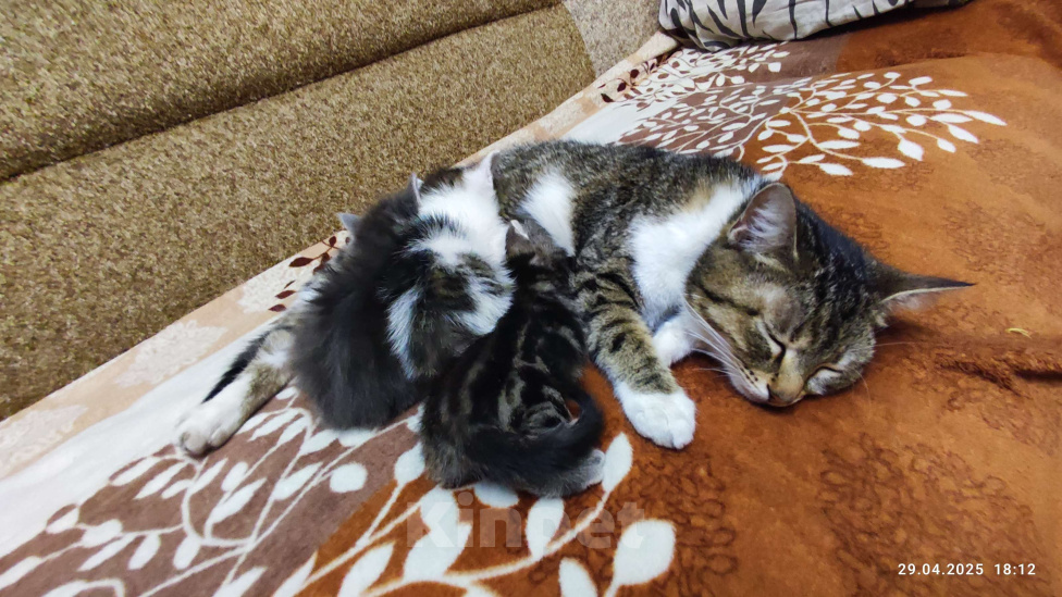 Кошки в Ростове-на-Дону: Отдаю бесподобных котят в добрые руки Девочка, Бесплатно - фото 2