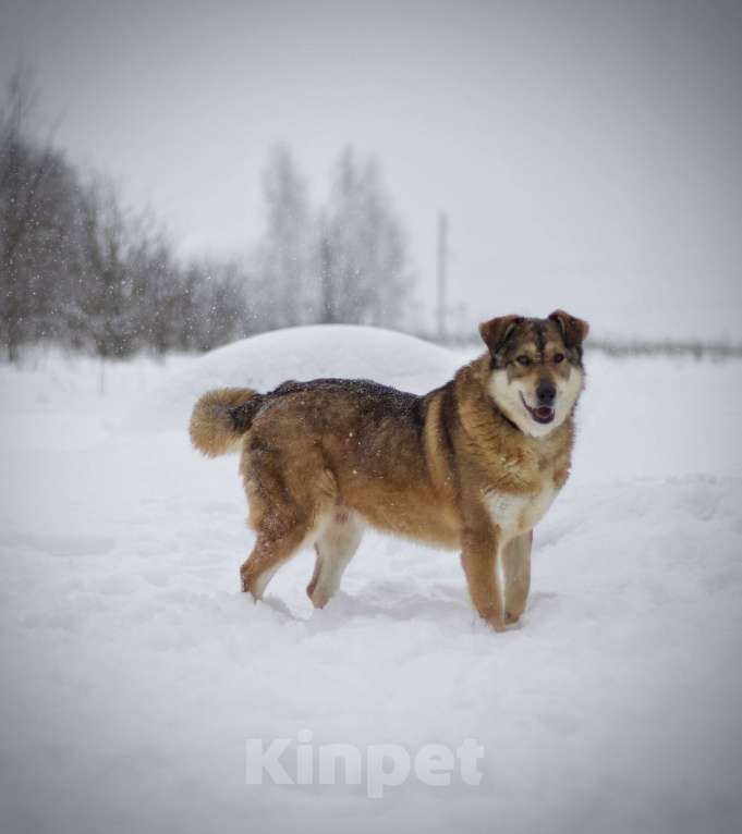 Собаки в Наро-Фоминске: Белла Девочка, Бесплатно - фото 1