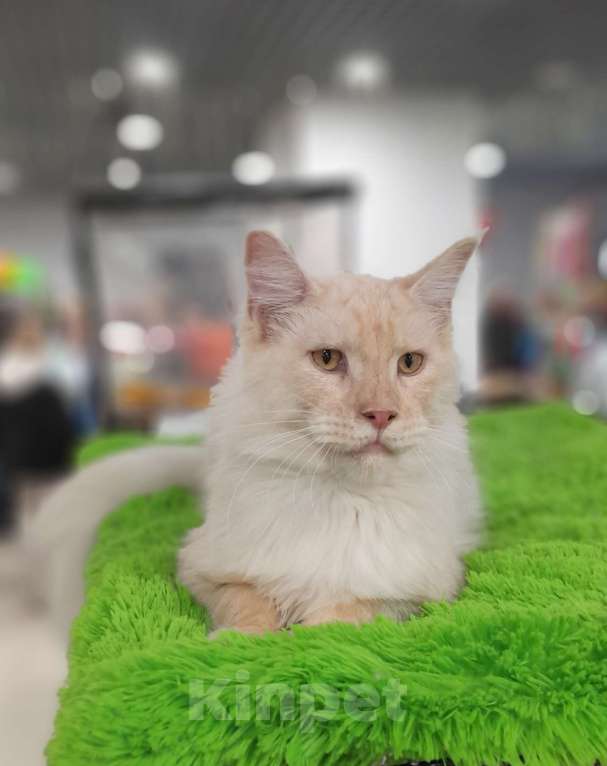 Кошки в Москве: Мейн-кун мальчик Мальчик, 90 000 руб. - фото 7