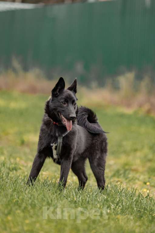 Собаки в Москве: Мята щенок девочка ищет дом Девочка, Бесплатно - фото 6